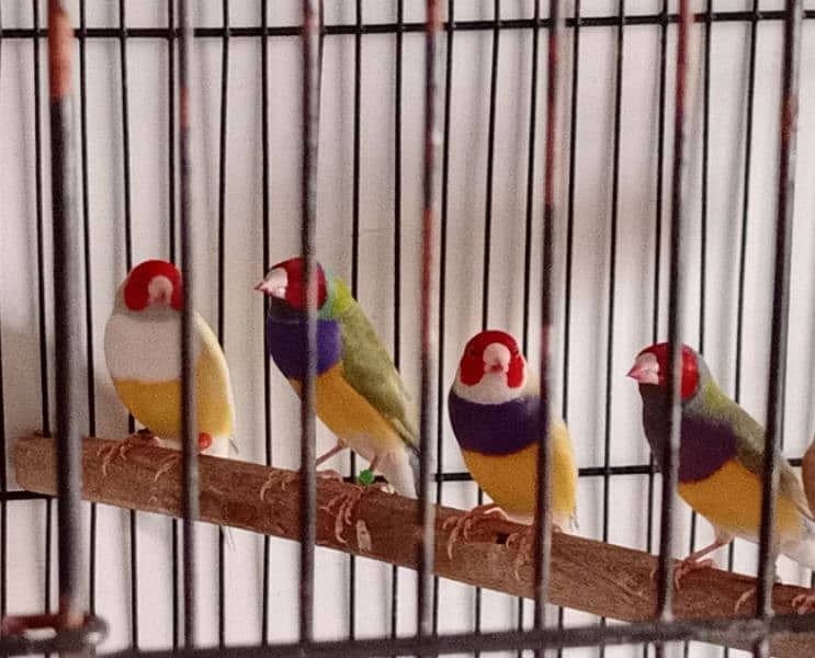 Gouldian plus Bangalese breeder pairs 4