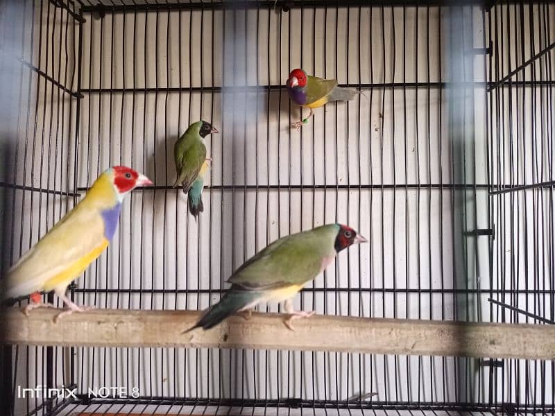 Gouldian plus Bangalese breeder pairs 5