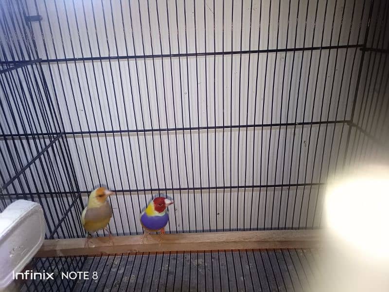 Gouldian plus Bangalese breeder pairs 6