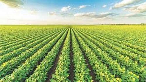 33 Acre Agricultural Land For Sale In Kot Radha Kishan 6Km Cheena Pind Road Kot Radha Kishan 6