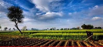 8 Acre Agriculture Land For Sale Kot Radha Kishan Kasur Road Kot Radha Kishan