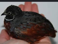 button quail / batair / king quail fresh breeder male & eggs birds