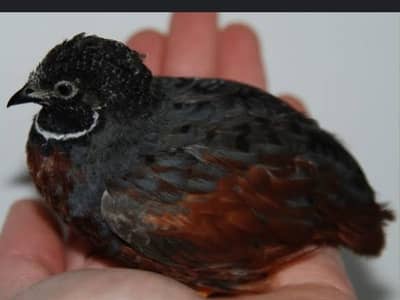quail / batair / bu tton /  king quail fresh breeder pair