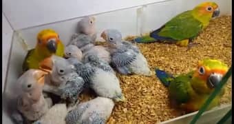 Raw Chicks
