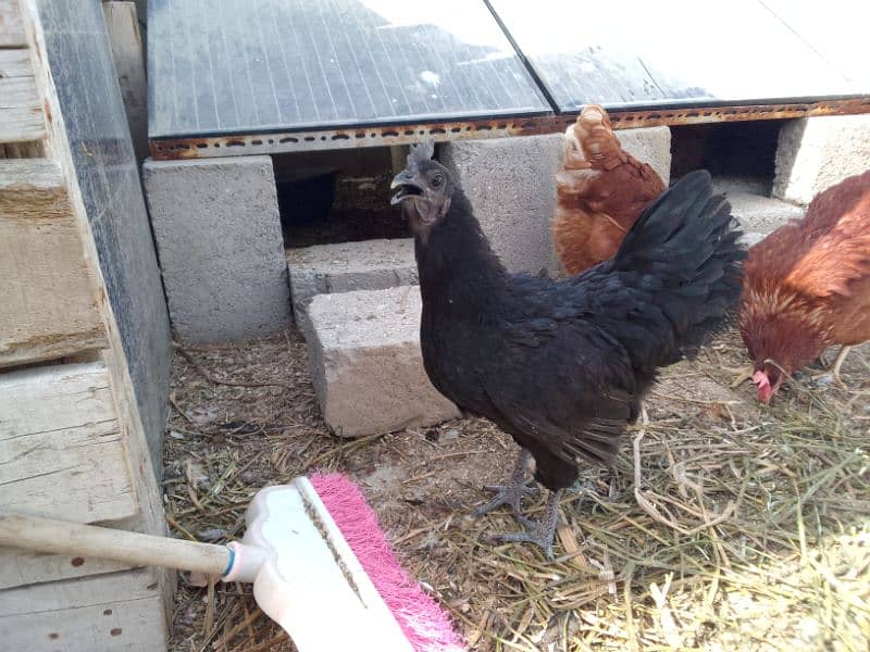 ayam cemani, white laghon, or light Sussex 3