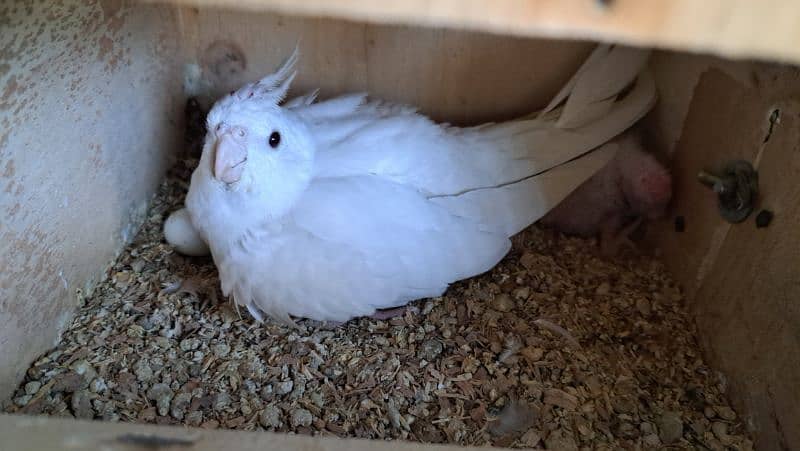 breeder pair red eye and chicks 1