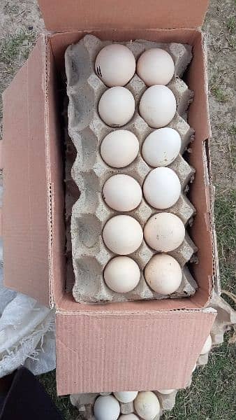 asterloop hen or eggs are available for sale 1