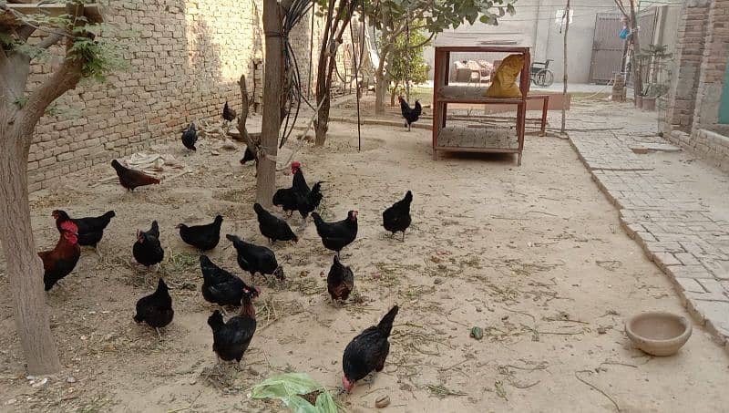 asterloop hen or eggs are available for sale 2