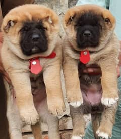 king Turkish kangal pair show quality havey bone structure for sale 0