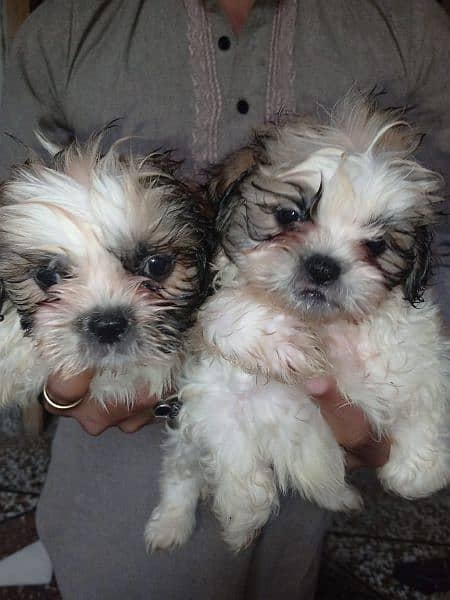 shitzu puppy white and brown 2