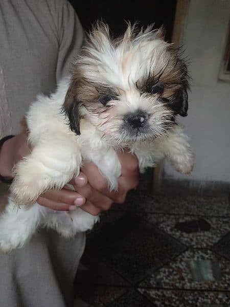 shitzu puppy white and brown 3