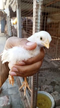 Heera Aseel chicks for sale what's app  no  03047044286