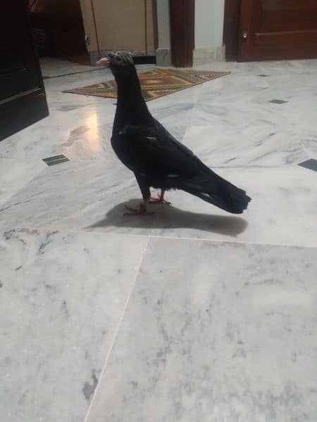 trained pigeon 1