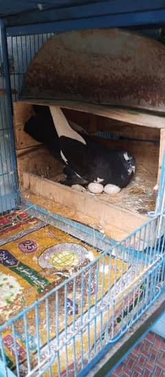 Fancy Pigeon Breeder pair for sale
