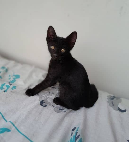 Beautiful Black siamese kittens for adoption 0