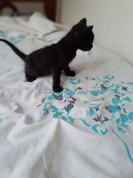 Beautiful Black siamese kittens for adoption 2