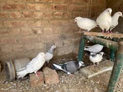 beautiful pigeon lakha latha 4 pair Adult breder