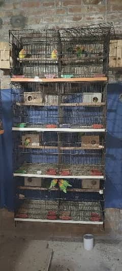 Love birds / Love birds with Cage for sale