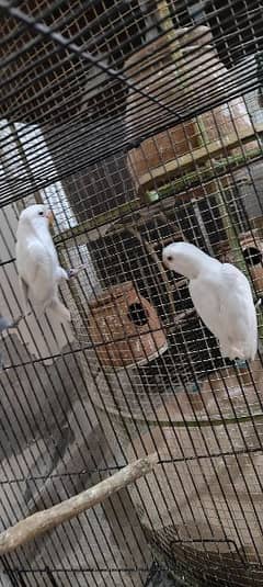 albino black eye love birds