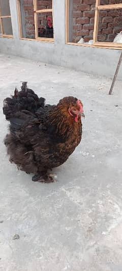 Black Partridge heavy female 0
