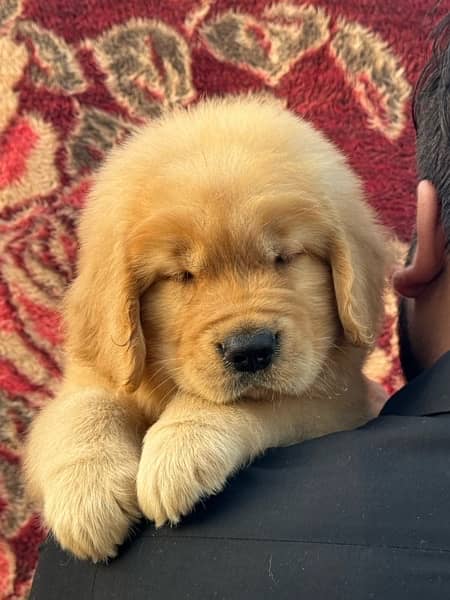 American Golden Retriever Puppy 0