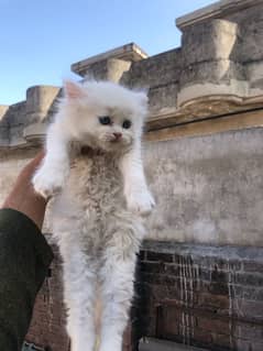 Persian white baby  male long courted