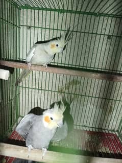 Breeder Cocktail pair for sale