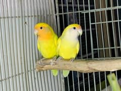 Rozicolli love bird breeder pair