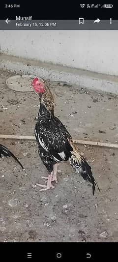 jawa aseel hen for sale