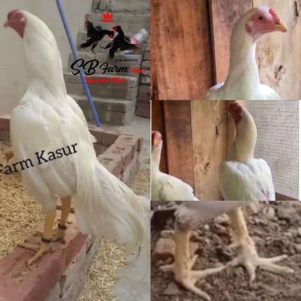 thai pakoye dragon burmi black eyes white heera aseel ayam cemani 3