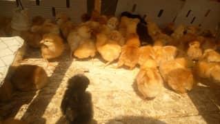 lohman Brown /golden misri/ Chicks/ Hens for sale