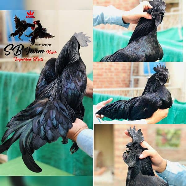 thai pakoye dragon burmi black eyes white heera aseel ayam cemani hens 2