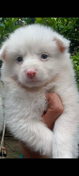 Top quality Russian puppies pink nose long coat 03137246143 4