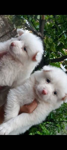 Top quality Russian puppies pink nose long coat 03137246143 5