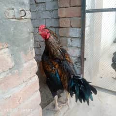 Aseel crossed , Rooster for urgent sale.