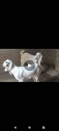 female and male goat