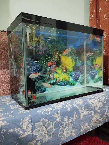 2 by 1 feet aquarium with 10 Goldfish for sale! 0