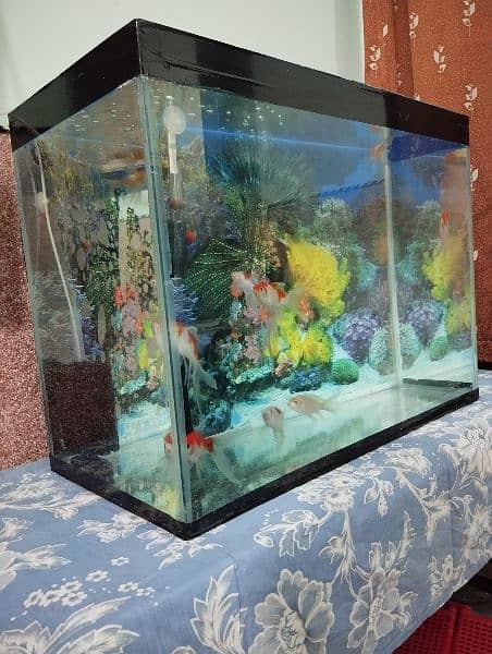 2 by 1 feet aquarium with 10 Goldfish for sale! 1
