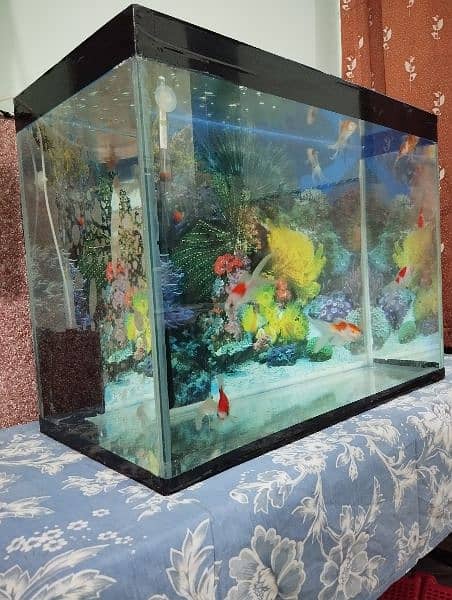 2 by 1 feet aquarium with 10 Goldfish for sale! 2