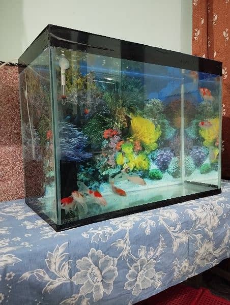 2 by 1 feet aquarium with 10 Goldfish for sale! 3