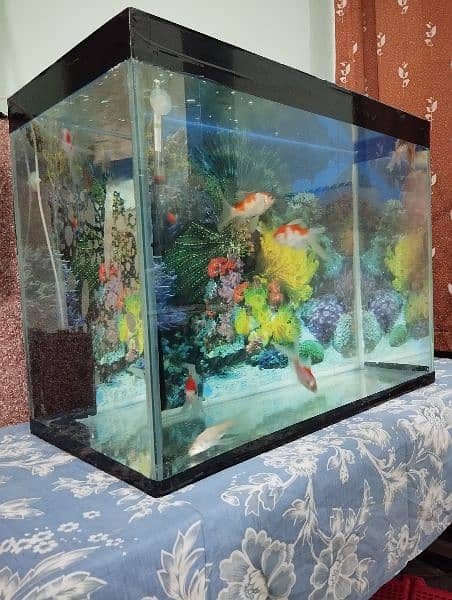 2 by 1 feet aquarium with 10 Goldfish for sale! 4