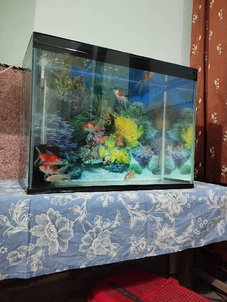 2 by 1 feet aquarium with 10 Goldfish for sale! 5