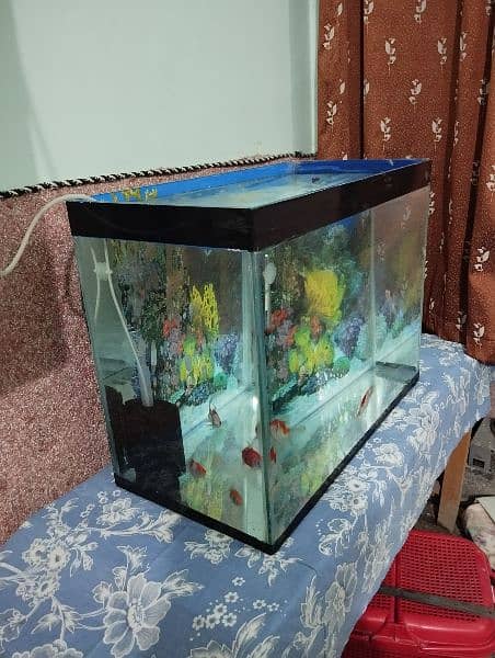 2 by 1 feet aquarium with 10 Goldfish for sale! 6