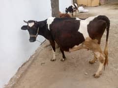 fresion cow for sale