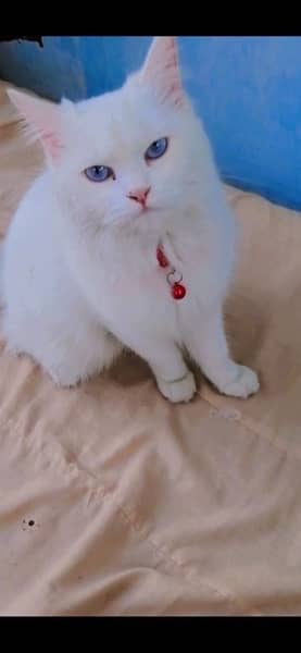 Persian female cat with doll face nd blue eyes 0