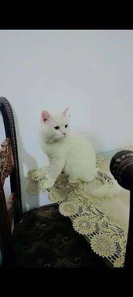 Persian cat male 2