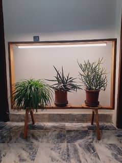 Pure wood Plant Stand with light.