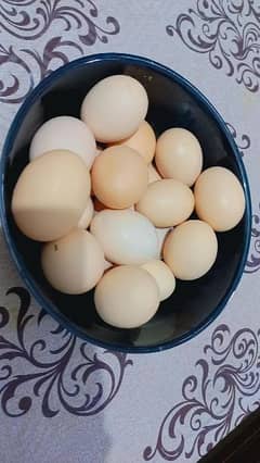 Dasi Eggs For Sale