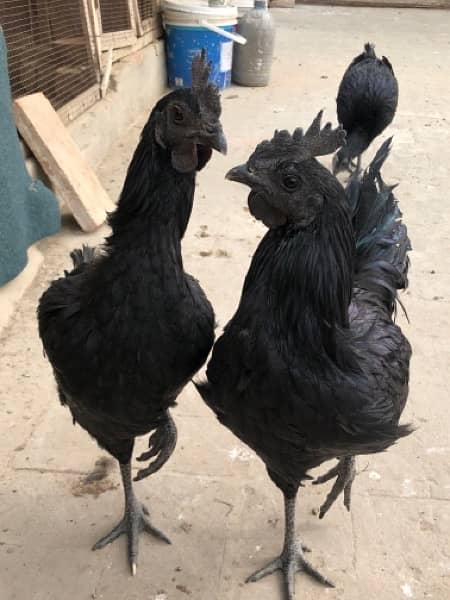 AYAM CHEMANI Pairs 0
