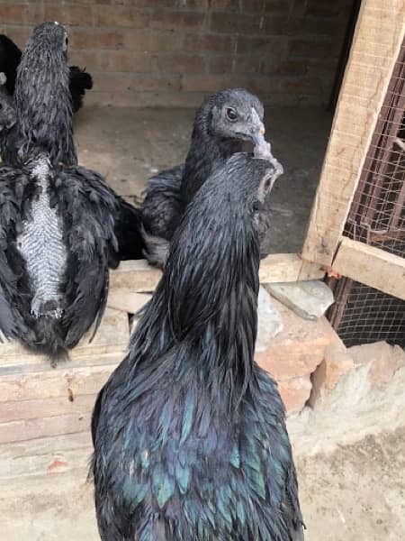 AYAM CHEMANI Pairs 1